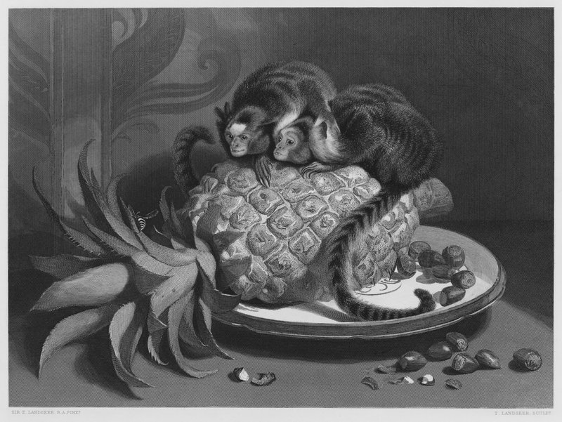 Marmozettes, ze zdjęcia w Królewskiej Kolekcji (rycina) autorstwa Edwin (after) Landseer