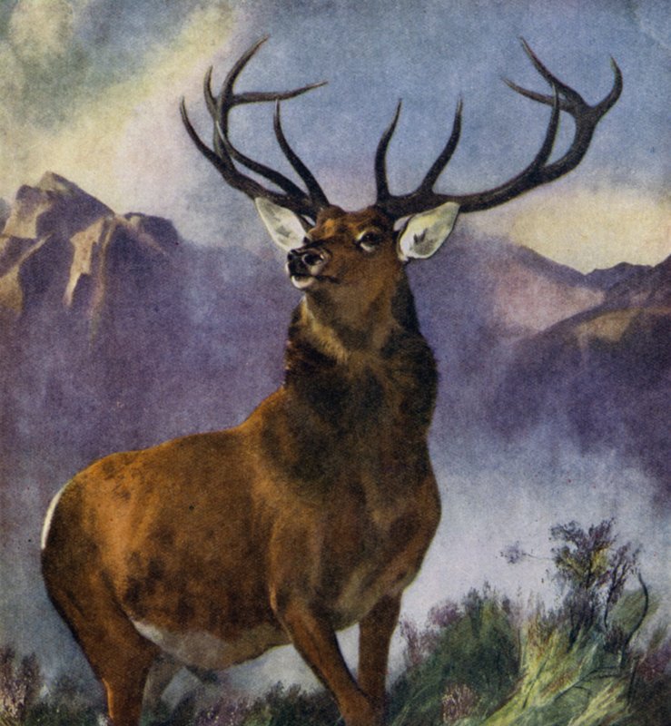Monarcha Glen (kolor lito) autorstwa Edwin (after) Landseer