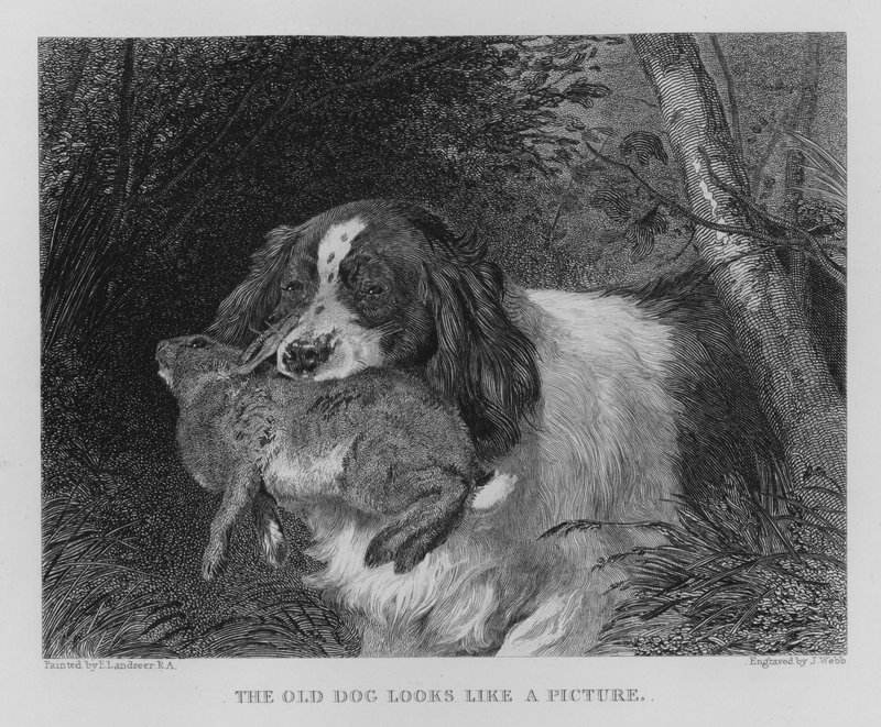 Stary pies wygląda jak obrazek (grawerunek) autorstwa Edwin (after) Landseer