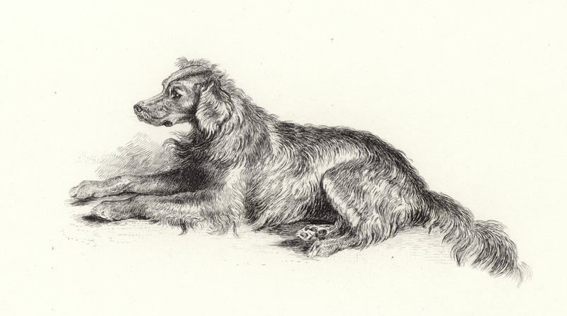 Seter Pies autorstwa Edwin Landseer