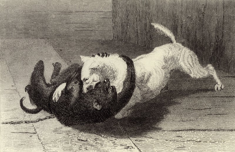 Przykład X, walka psa z małpą autorstwa Edwin Landseer