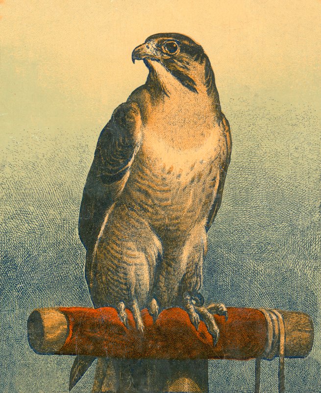 Sokół autorstwa Edwin Landseer