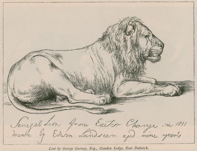 Lew senegalski z Exeter Change autorstwa Edwin Landseer