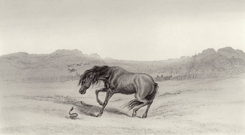 Zaskoczony! autorstwa Edwin Landseer