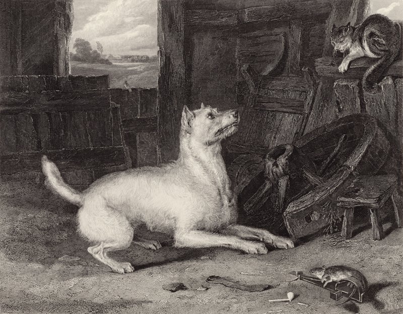 Intruz autorstwa Edwin Landseer
