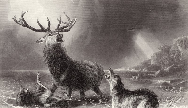 Jeleń w Zatoce autorstwa Edwin Landseer