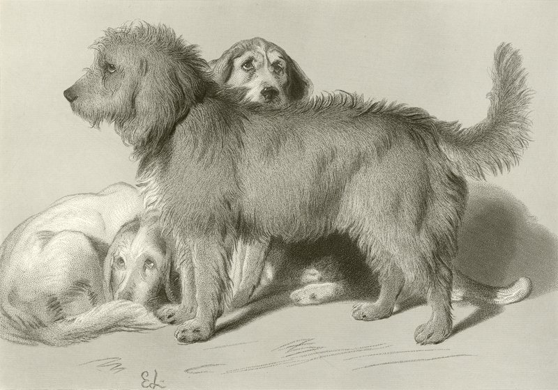 Trzy psy autorstwa Edwin Landseer
