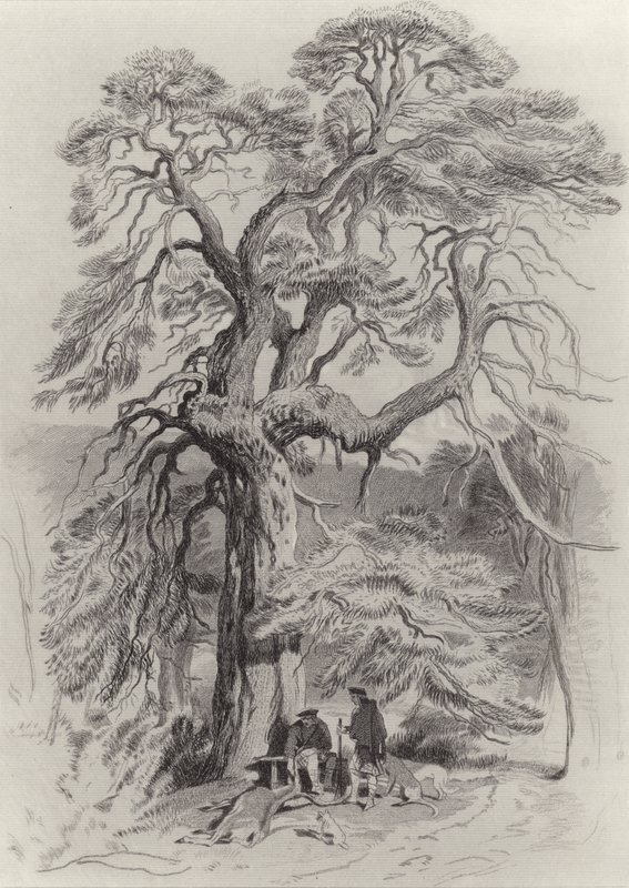 Pod starą jodłą autorstwa Edwin Landseer
