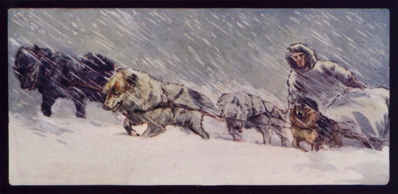 Esquimaux Sledge Dog Team (kolorowe zdjęcie) autorstwa Edwin Noble