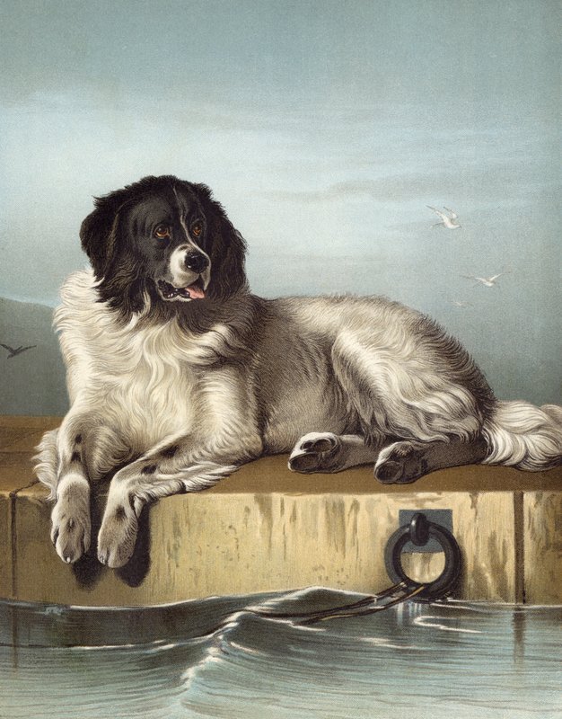 Zasłużony Członek Towarzystwa Humanitarnego autorstwa Edwin after Landseer