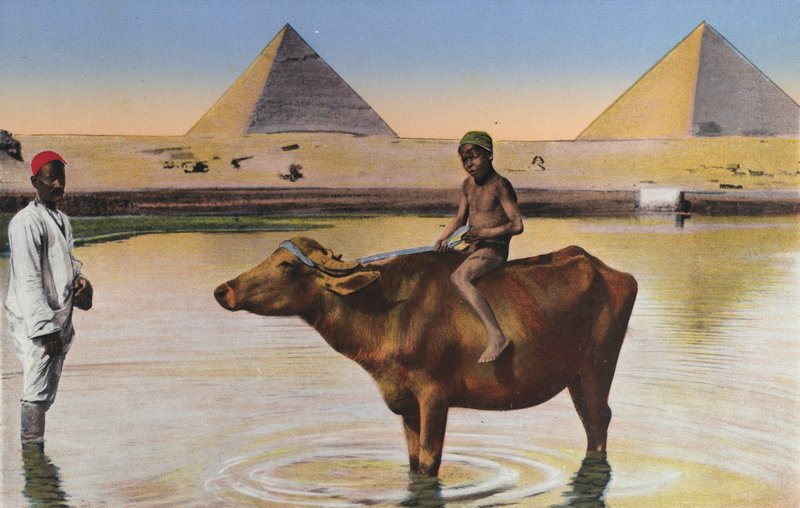Kair, piramidy i bawoły na Nilu (kolorowe zdjęcie) autorstwa Egyptian Photographer