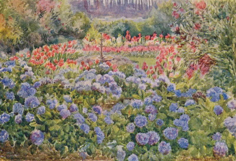 Niebieskie hortensje i różowe kanny, Alphen, Wynberg (kolorowa litografia) autorstwa Elizabeth Drake