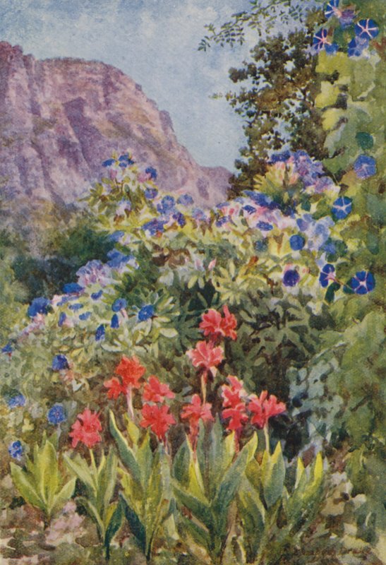 Blue Ipomoea i Cannas, Bishopscourt, niedaleko Kapsztadu (kolorowa litografia) autorstwa Elizabeth Drake