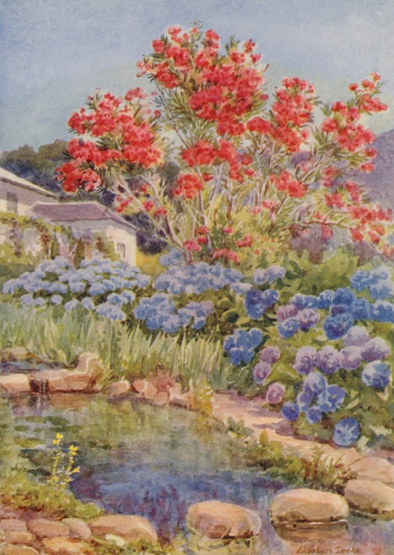 Hortensje nad wodą, Bishopscourt, niedaleko Kapsztadu (kolorowa litografia) autorstwa Elizabeth Drake