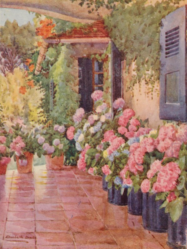 Hortensje na stoku, Paradise, Claremont (kolorowa litografia) autorstwa Elizabeth Drake