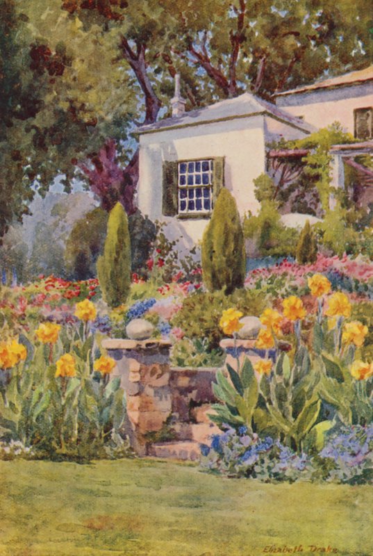Yellow Cannas at the Steps, Bishopscourt, near Cape Town (kolorowa litografia) autorstwa Elizabeth Drake