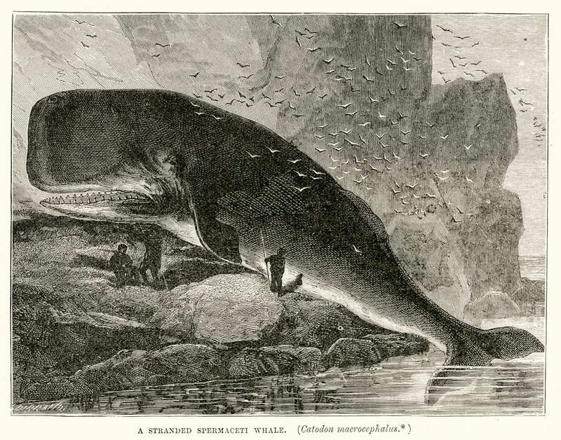 Spleciony wieloryb kasztanowca (Catodon Macrocephalus) autorstwa English School
