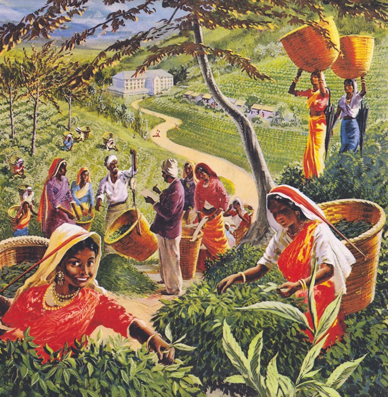 Plantacja herbaty na Cejlonie, lata 60. XX wieku. autorstwa English School