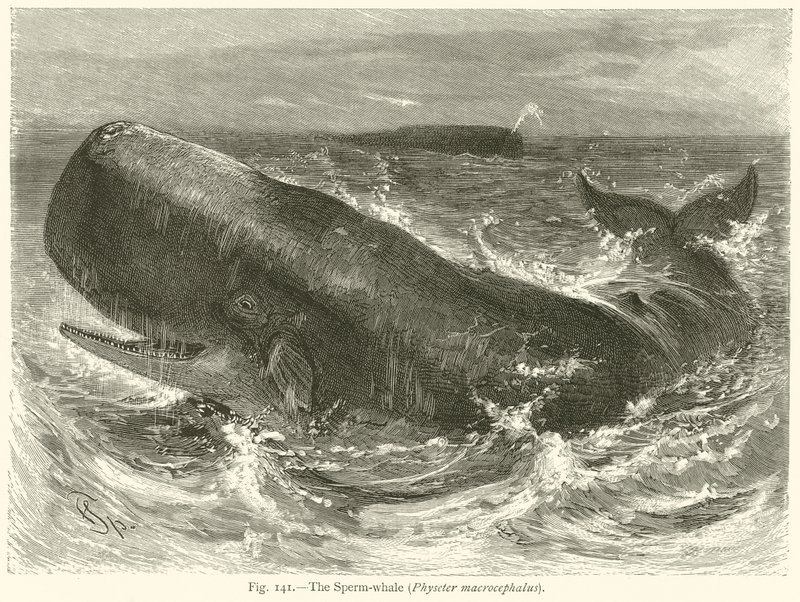 Kaszalot (Physeter Macrocephalus) autorstwa English School