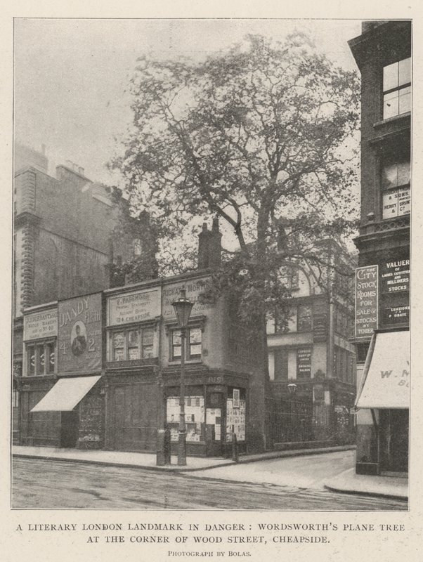 Literacki punkt orientacyjny Londynu w niebezpieczeństwie, platan Wordsworths na rogu Wood Street, Cheapside autorstwa English Photographer