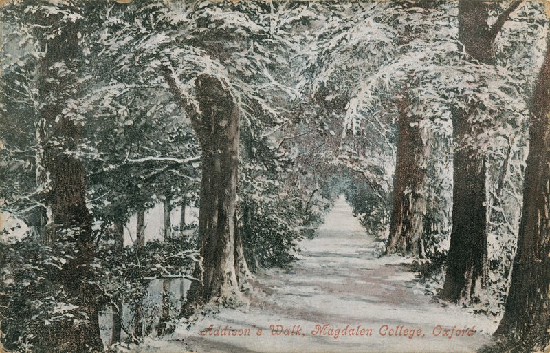 Addisons Walk, Magdalen College w Oksfordzie. Pocztówka wysłana w 1913 roku. autorstwa English Photographer