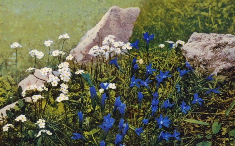 Alpejskie kwiaty: Androsace Chamaejasme i Gentiana Pumila (zdjęcie kolorowe) autorstwa English Photographer