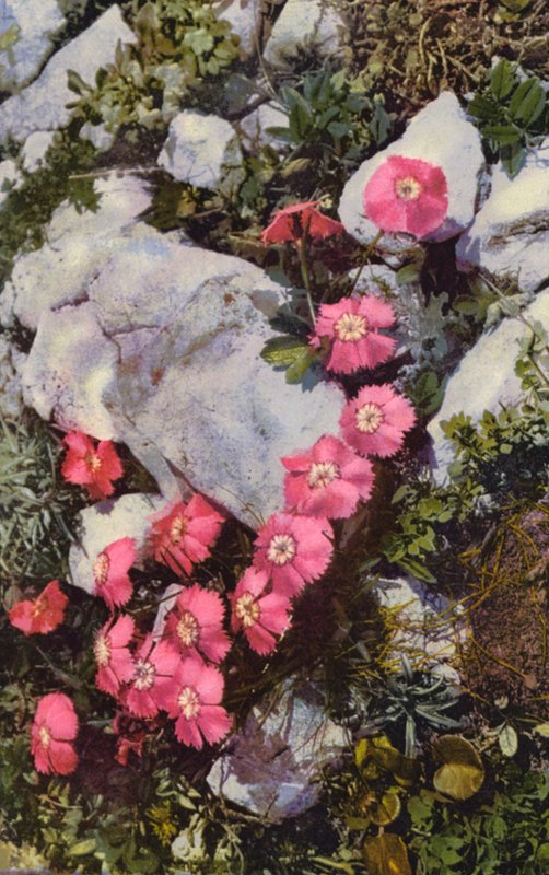 Kwiaty alpejskie: Dianthus Alpinus (zdjęcie kolorowe) autorstwa English Photographer