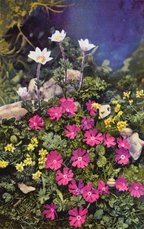 Alpejskie kwiaty: Draba Aizoides z Primula Minima (środek) i Anemone Baldensis (tył) (zdjęcie kolorowe) autorstwa English Photographer