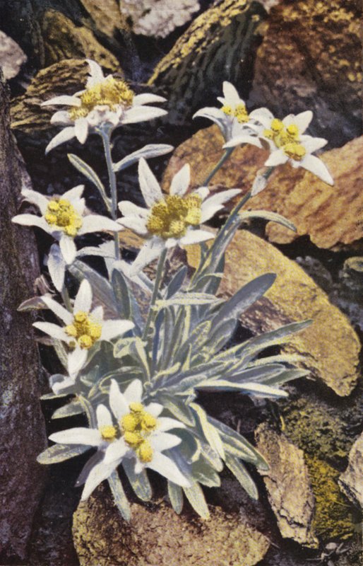 Alpejskie kwiaty: Szarotka alpejska, Leontopodium Alpinum (zdjęcie kolorowe) autorstwa English Photographer