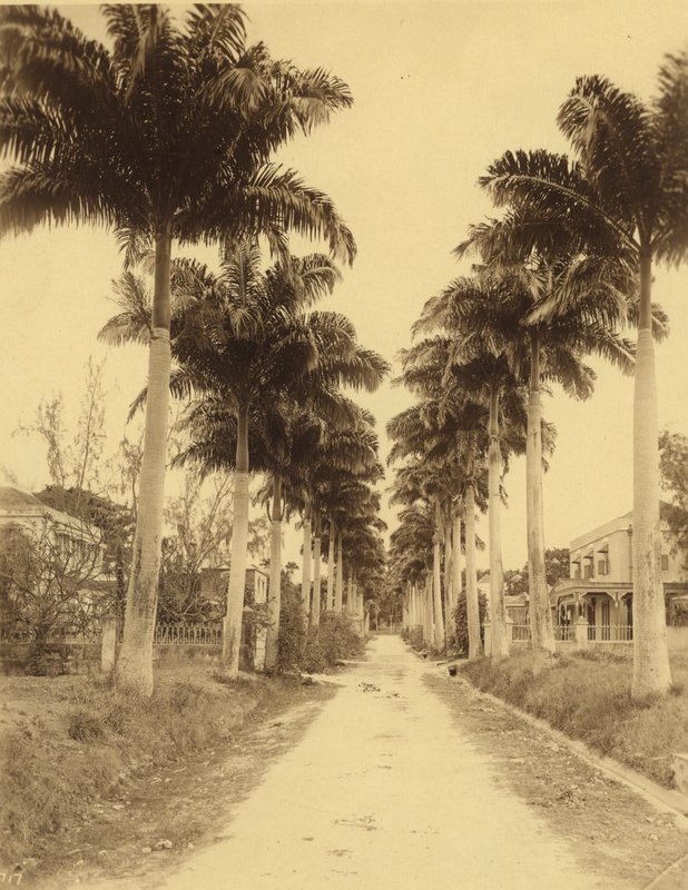 Bridgetown, Barbados, Aleja Palm autorstwa English Photographer