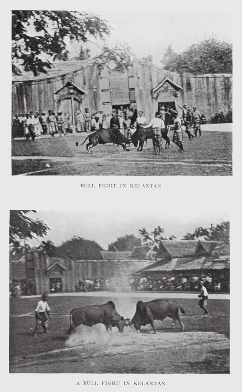 Walka byków w Kelantan (zdjęcie czarno-białe) autorstwa English Photographer