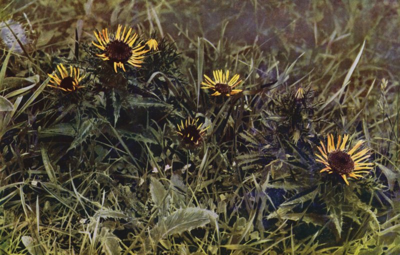 Carline Thistles (zdjęcie) autorstwa English Photographer