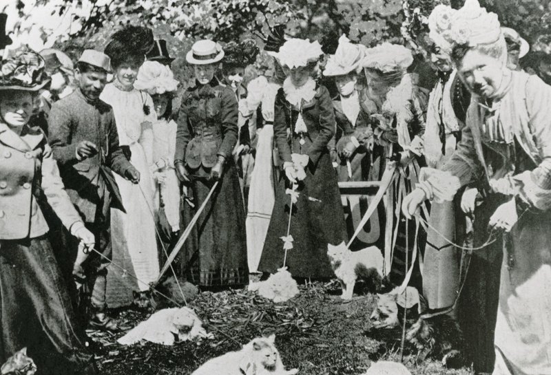 Wystawa kotów w Królewskich Ogrodach Botanicznych w Westminster w 1900 r. autorstwa English Photographer