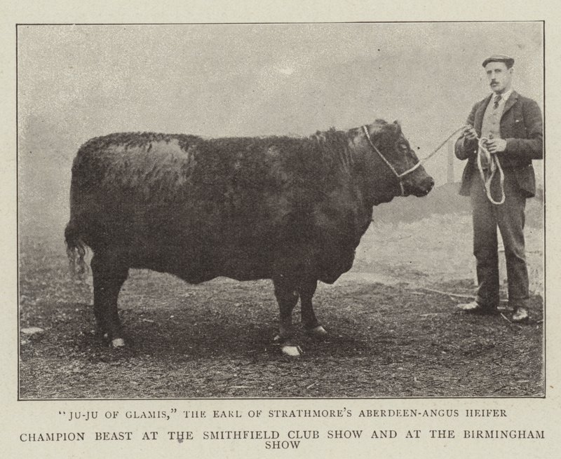 Champion Beast na wystawie klubowej Smithfield i na wystawie w Birmingham autorstwa English Photographer