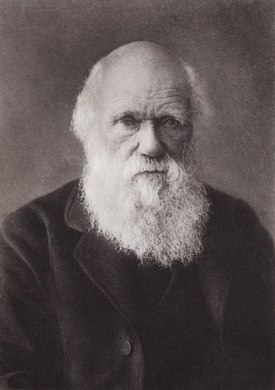 Karol Darwin, portret, ok. 1880 (zdjęcie czarno-białe) autorstwa English Photographer