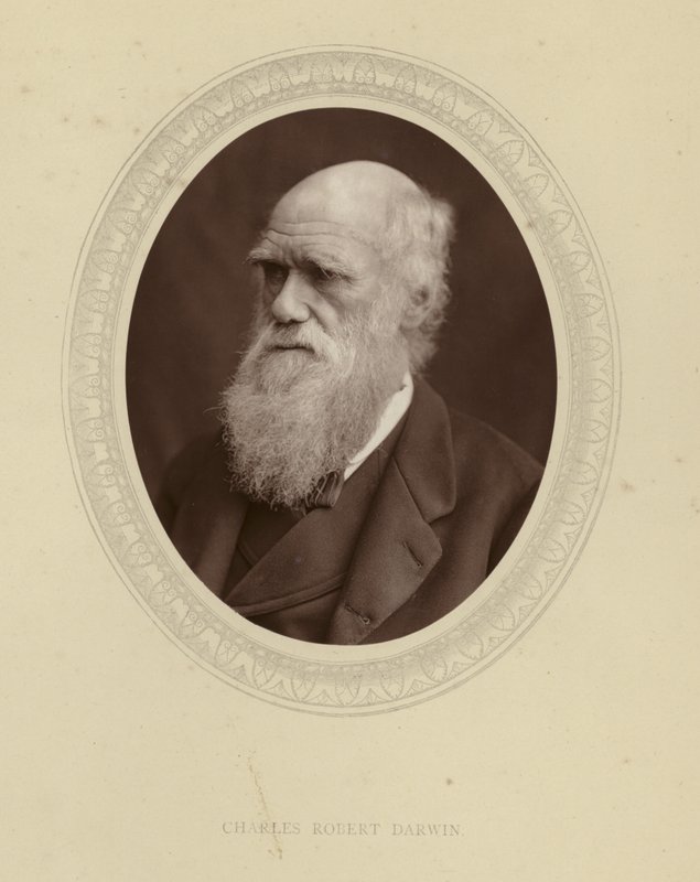 Charles Robert Darwin autorstwa English Photographer