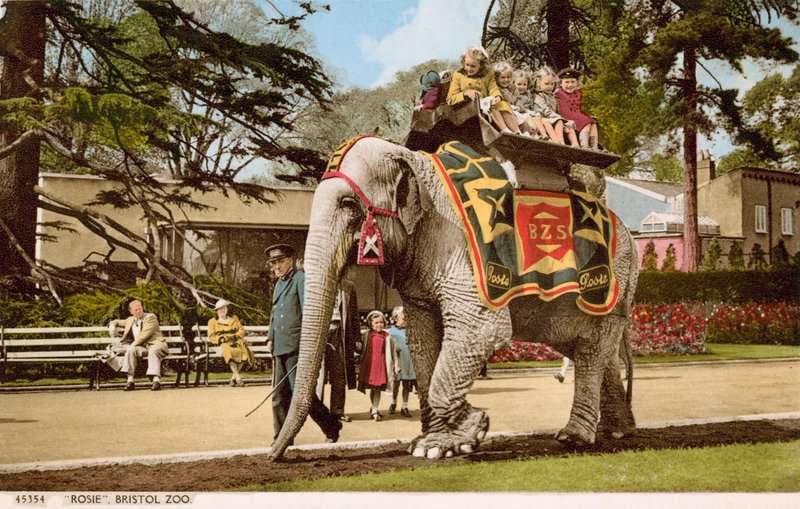 Dzieci jeżdżące na słoniu Rosie, Bristol Zoo (zdjęcie) autorstwa English Photographer