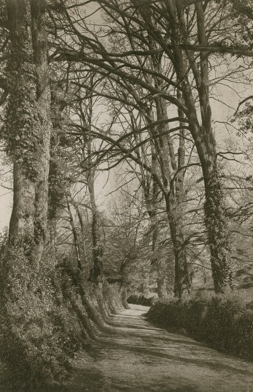 Cockington Lane, Devonshire, niedaleko Torquay autorstwa English Photographer