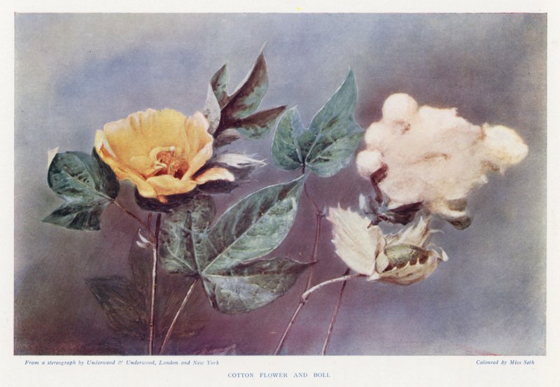 Cotton Flower and Boll (kolorowe zdjęcie) autorstwa English Photographer