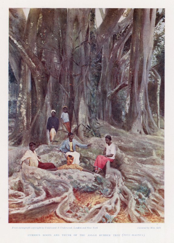 Ciekawe korzenie i pień Assam Rubber Tree, Ficus Elastica (kolorowe zdjęcie) autorstwa English Photographer