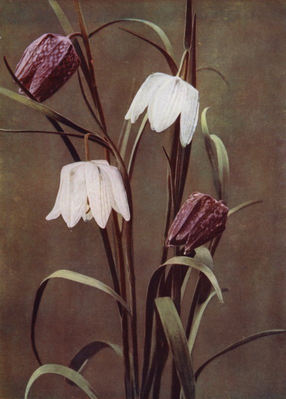 Fritillary (zdjęcie) autorstwa English Photographer