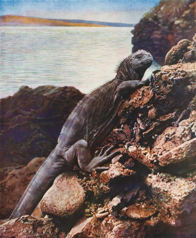 Wielka legwan morski na jednej z wysp Galapagos (zdjęcie kolorowe) autorstwa English Photographer