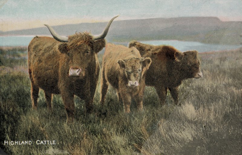 Bydło rasy Highland (zdjęcie) autorstwa English Photographer