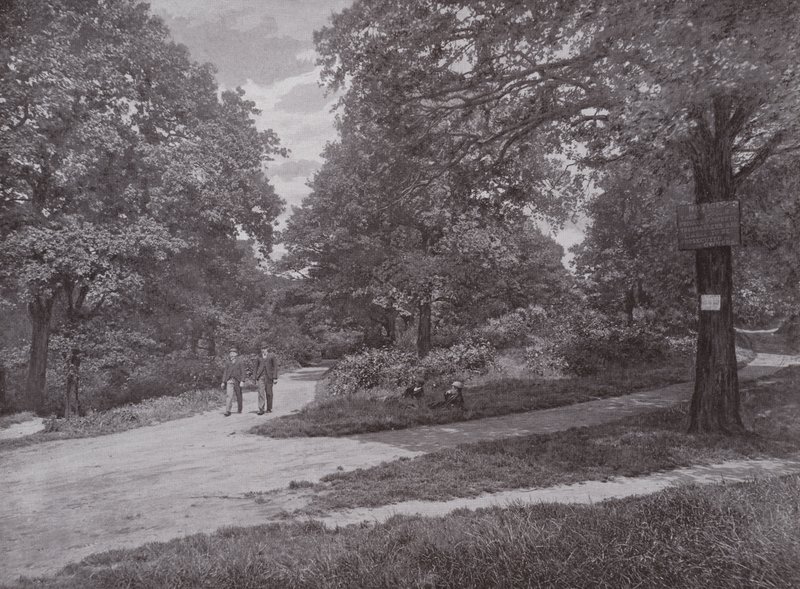W Queens Wood, Highgate autorstwa English Photographer