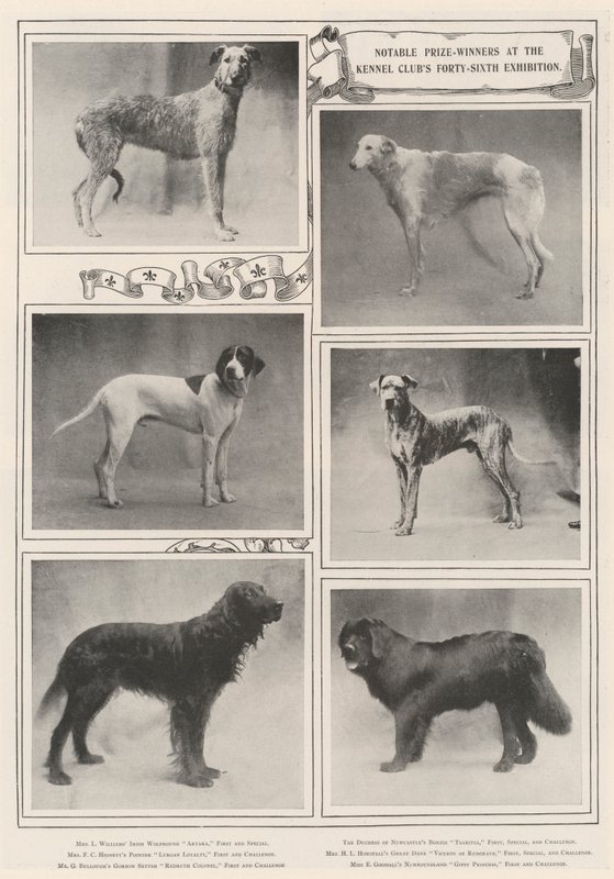 Znani zdobywcy nagród na czterdziestej szóstej wystawie Kennel Clubs autorstwa English Photographer
