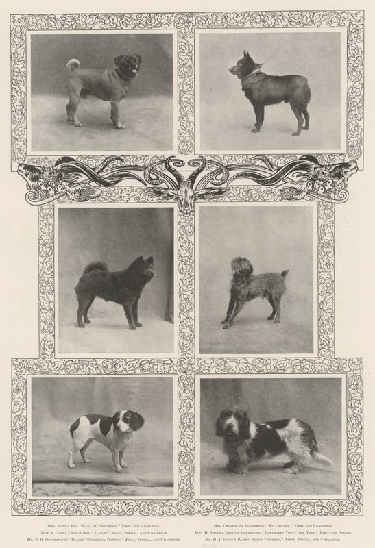 Znani zdobywcy nagród na czterdziestej szóstej wystawie Kennel Clubs autorstwa English Photographer
