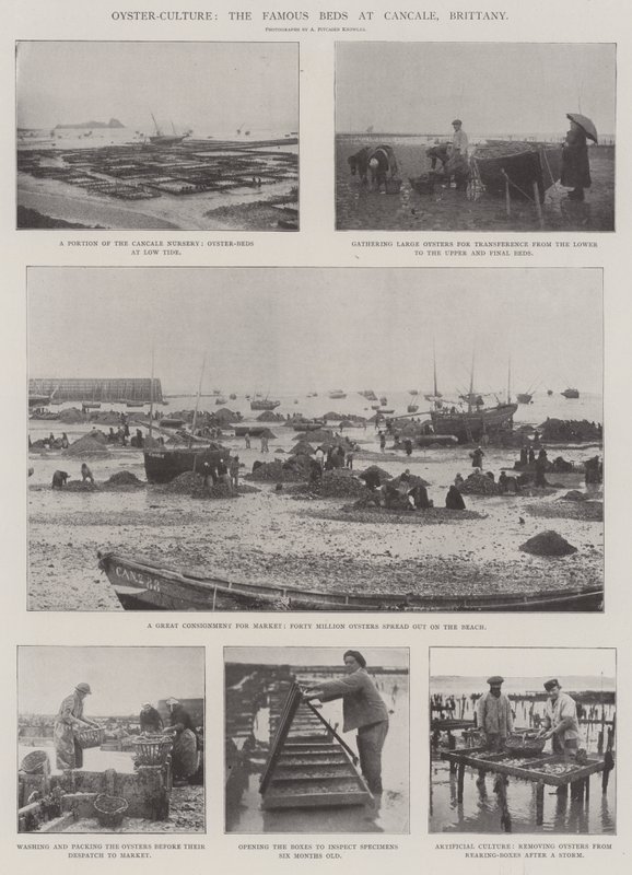 Kultura ostryg, słynne łóżka w Cancale, Bretania autorstwa English Photographer