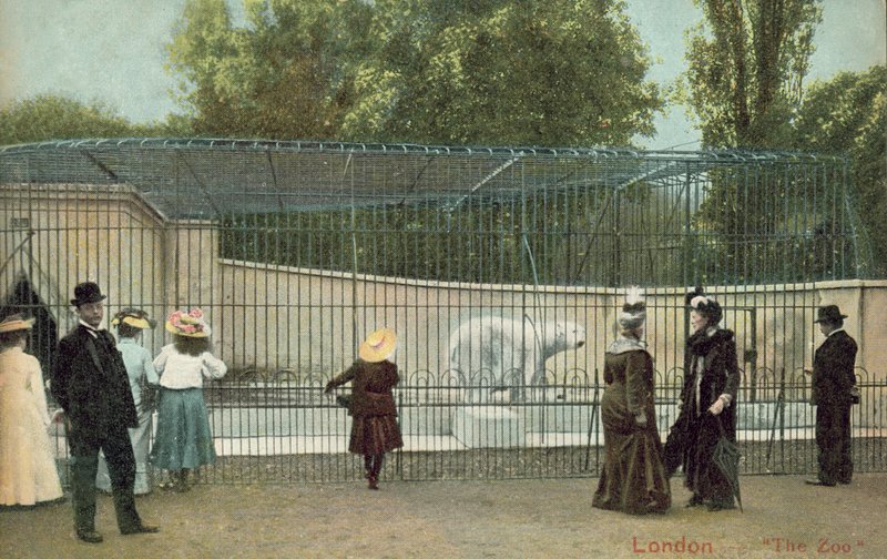 Osoby odwiedzające wybieg dla niedźwiedzi polarnych w londyńskim zoo (zdjęcie) autorstwa English Photographer