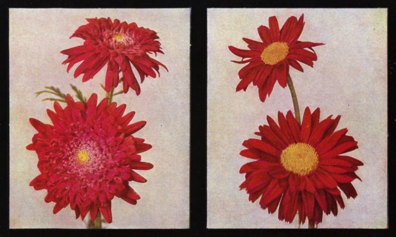 Pyretryny, Kelways Lord Rosebery i Langport Scarlet (zdjęcie) autorstwa English Photographer
