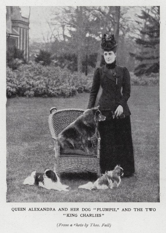Królowa Aleksandra z psem Plumpie i jej dwoma spanielami King Charles (zdjęcie czarno-białe) autorstwa English Photographer